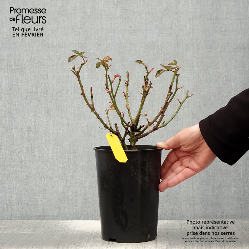 Rosa Heidi Klum (Standard Rose) 4L/5L pot sample as delivered in winter