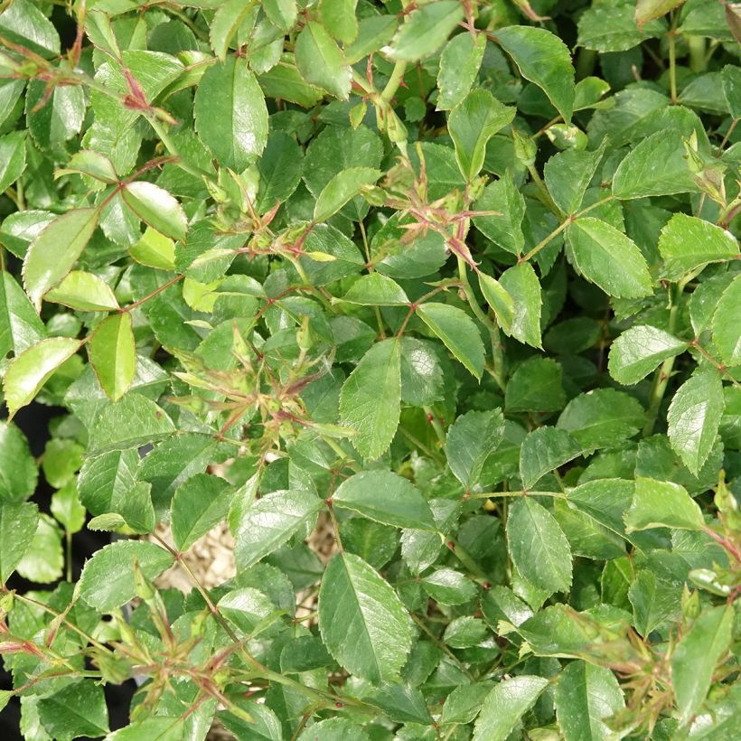Rosa x floribunda 'Fortuna' - Floribunda Rose (Foliage)