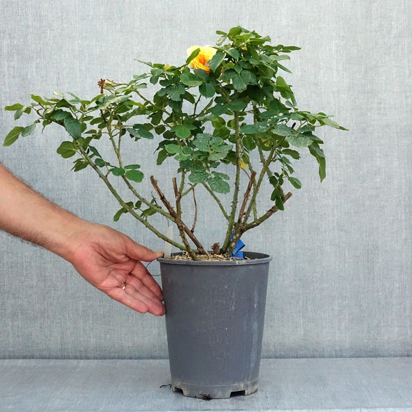 Rosa Generosa 100 Idees Jardin 4L/5L pot sample as delivered in summer