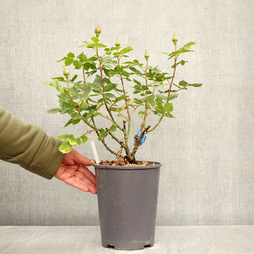 Rosa Generosa 100 Idees Jardin 4L/5L pot sample as delivered in spring