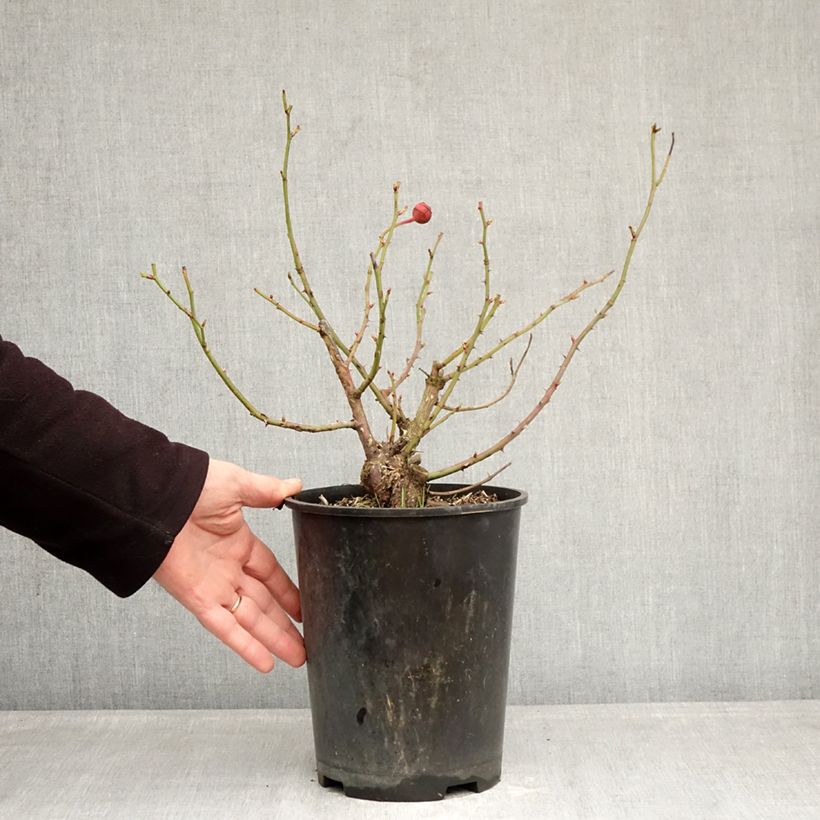 Rosa Generosa 'Agnès Schilliger' - Shrub Rose 4L/5L pot sample as delivered in winter