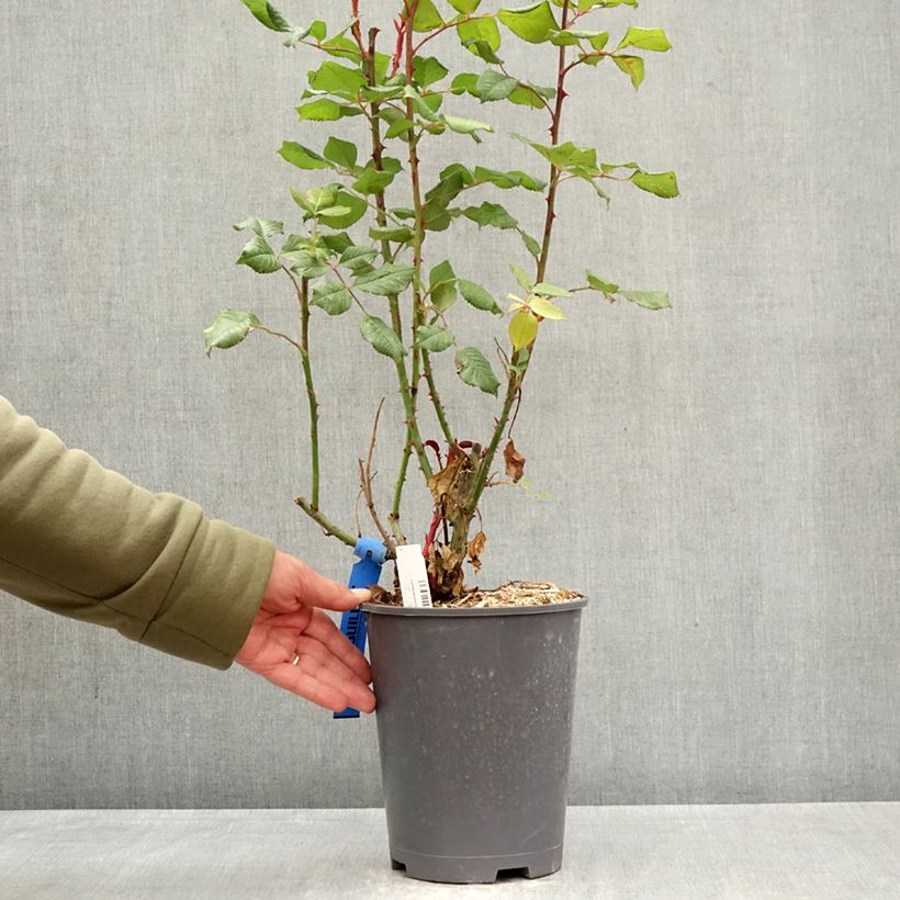 Rosa Generosa Elodie Gossuin 4L/5L pot sample as delivered in spring