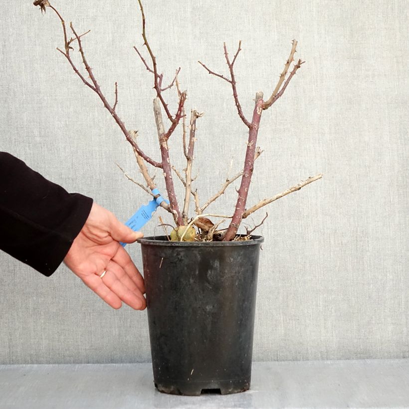 Rosa Generosa Emilien Guillot 4L/5L pot sample as delivered in autumn