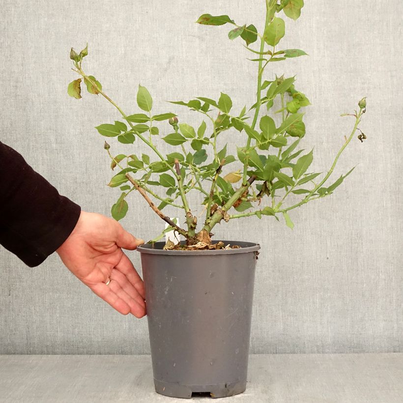 Rosa Generosa Nicole Mioulane 4L/5L pot sample as delivered in spring