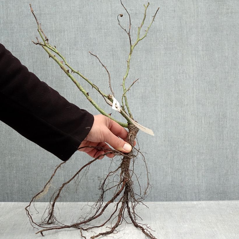 Rosa 'Allegro' - Climbing Rose Bare root sample as delivered in winter
