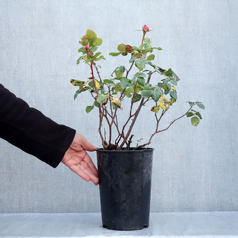 Rosa Aloha 4L/5L pot sample as delivered in autumn