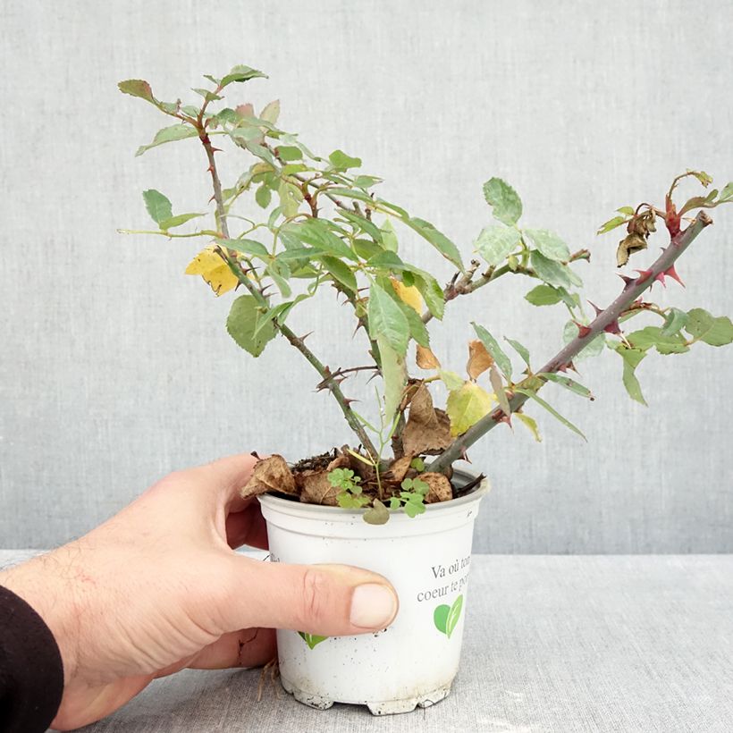 Rosa 'Aloha' - Climbing Rose from 'Max' Series  10cm/11cm pot sample as delivered in autumn
