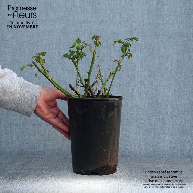 Rosa American Pillar 4L/5L pot sample as delivered in autumn