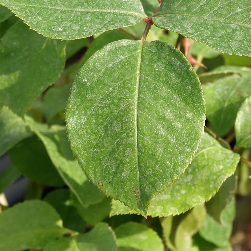 Rosa André Le Nôtre Climbing - Climbing Rose (Foliage)