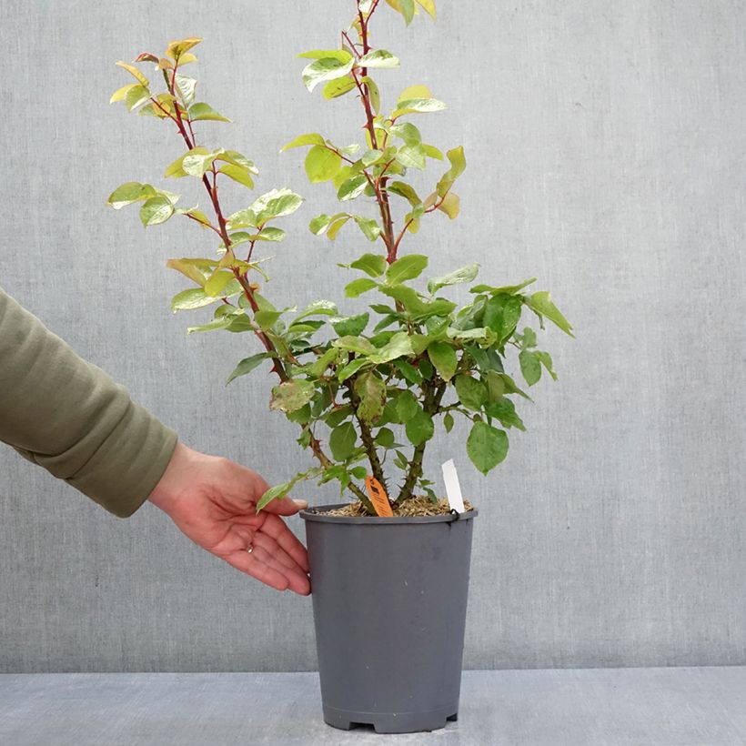 Rosa André Le Nôtre Climbing - Climbing Rose 4L/5L pot sample as delivered in spring