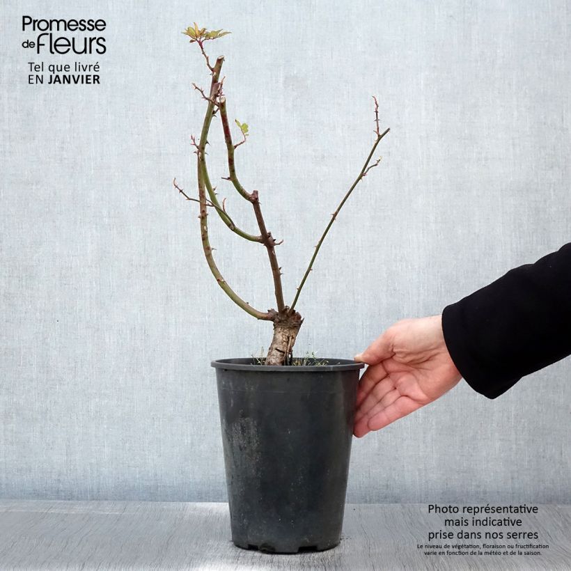 Rosa 'Little Rambler' - Rambling Rose 4L/5L pot sample as delivered in winter