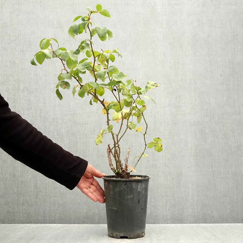 Rosa Cherry Explosion - Climbing Rose 4L/5L pot sample as delivered in autumn