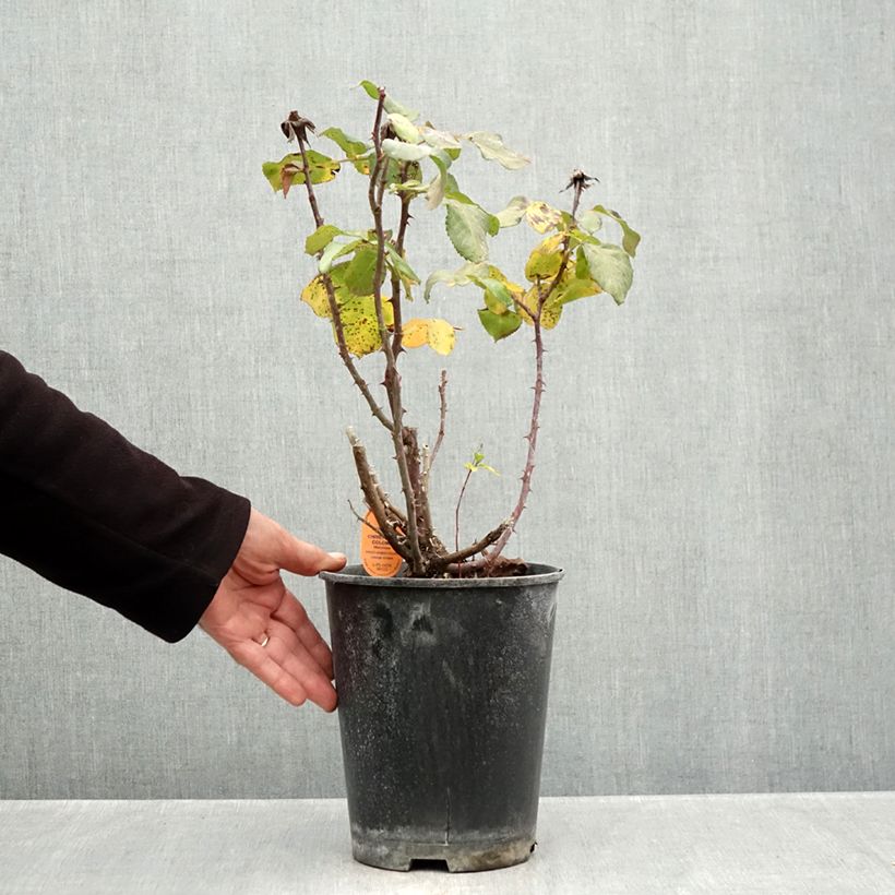 Rosa Christophe Colomb Climbing - Climbing Rose 4L/5L pot sample as delivered in autumn