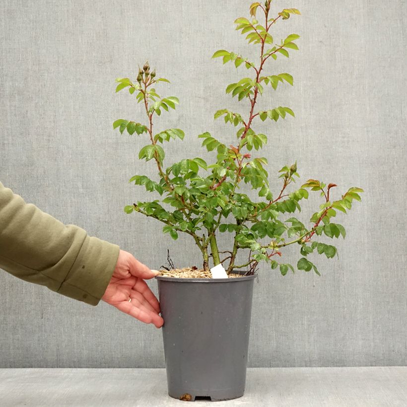 Rosa 'Max Bajazzo' - Climbing Rose  3L/4L pot sample as delivered in spring