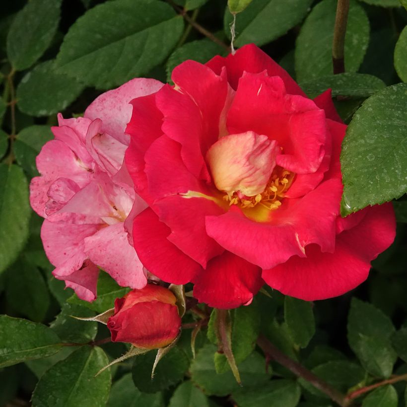 Rosa 'Max Bajazzo' - Climbing Rose  (Flowering)
