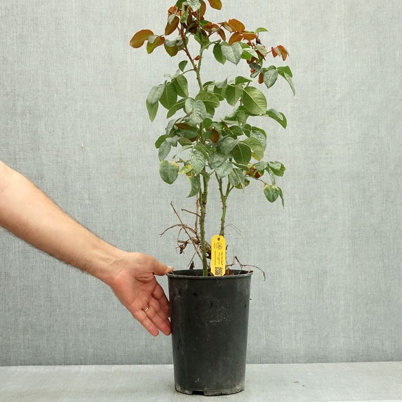 Rosa 'Kiss Me Kate' -Climbing Rose 4L/5L pot sample as delivered in summer
