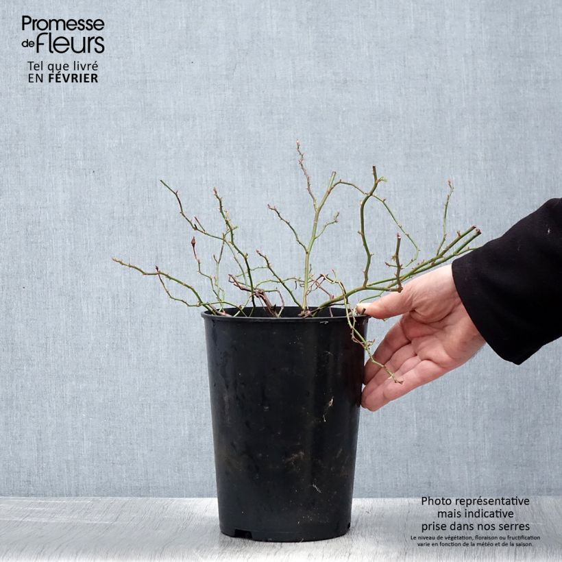 Rosa 'Crimson Shower' 3L/4L pot sample as delivered in winter