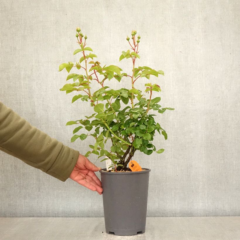 Rosa David Hockney - Climbing rose 4L/5L pot sample as delivered in spring