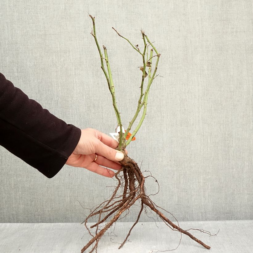 Rosa David Hockney - Climbing rose Bare root sample as delivered in winter
