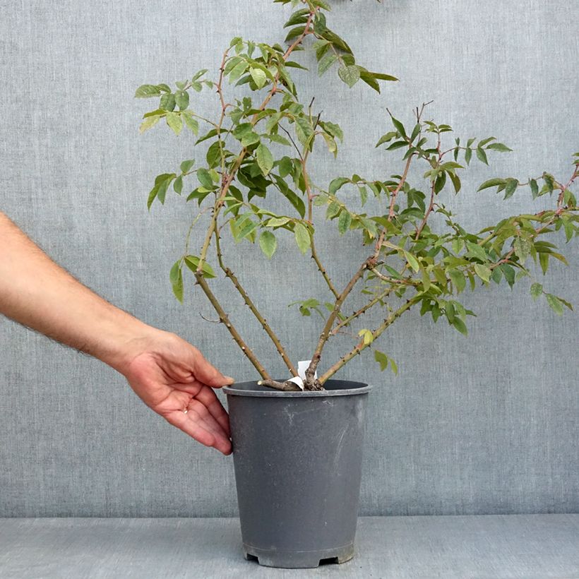 Rosa x filipes 'Dentelle de Malines' - Rambling Rose 4L/5L pot sample as delivered in summer