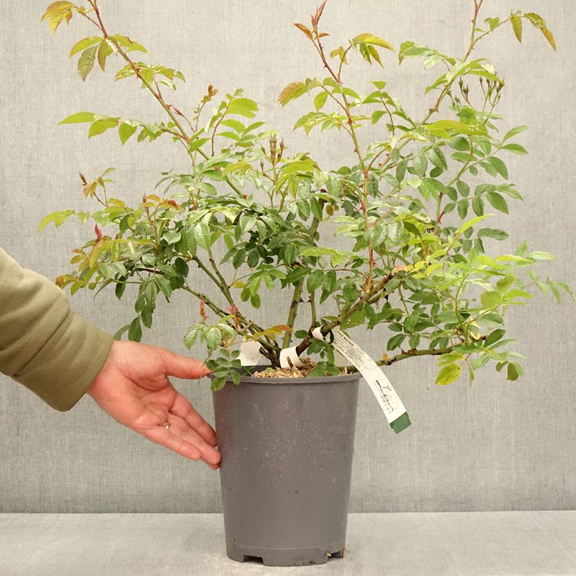 Rosa x filipes 'Dentelle de Malines' - Rambling Rose 4L/5L pot sample as delivered in spring