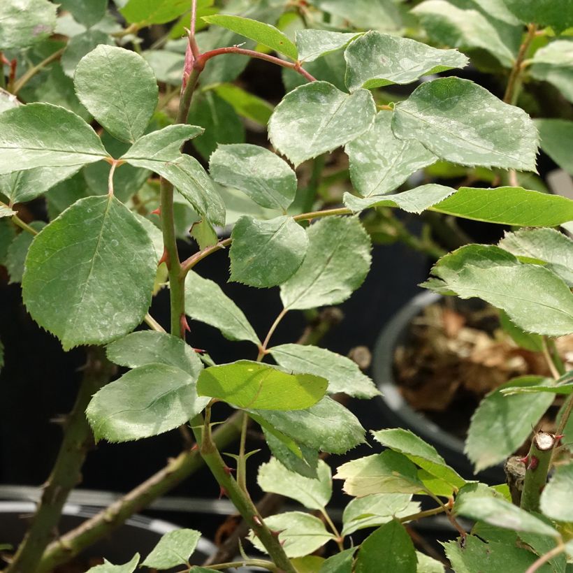 Rosa x filipes 'Dentelle de Malines' - Rambling Rose (Foliage)