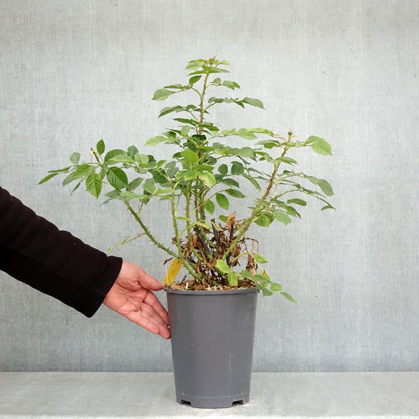 Rose DistingO Orange Climbing Rose 4L/5L pot sample as delivered in spring
