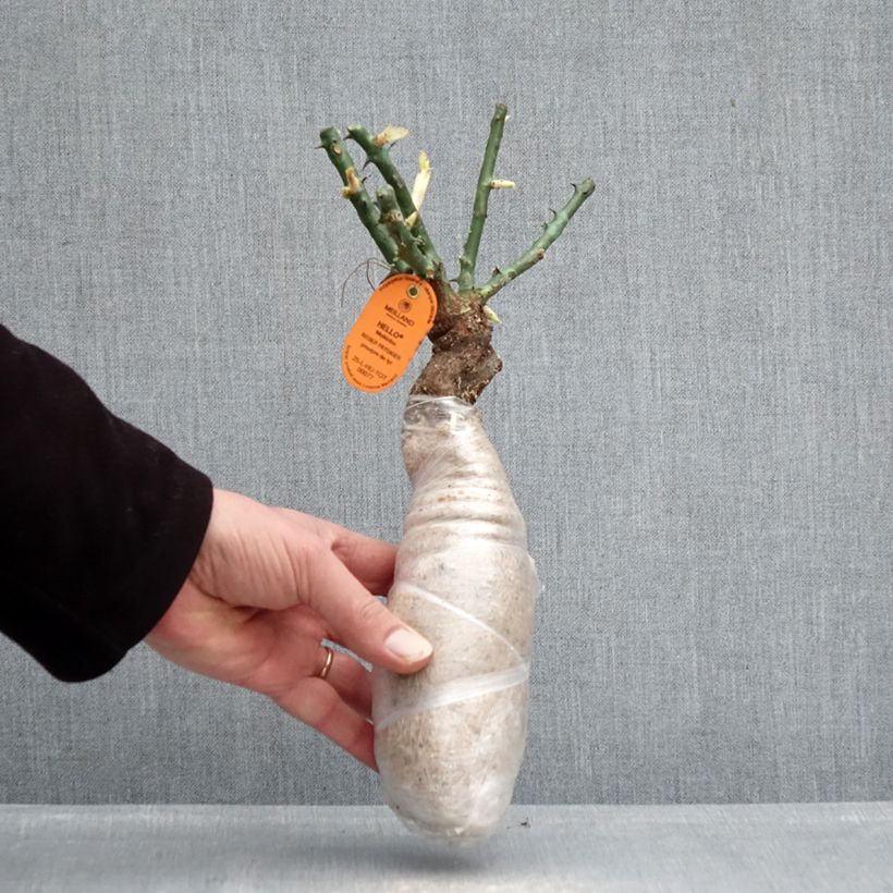 Rosa Edith Piaf Climbing - Climbing Rose Wrapped bare root sample as delivered in winter