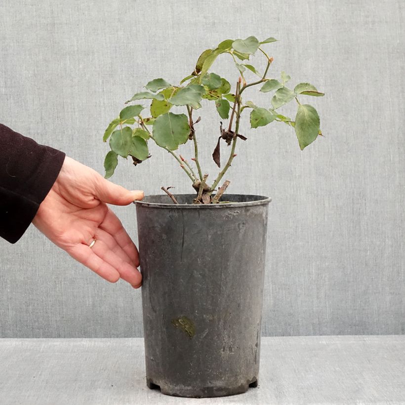 Rosa 'Etoile de Hollande' - Climbing Rose 4L/5L pot sample as delivered in winter