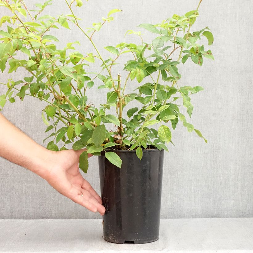 Rosa Climbing Iceberg 4L/5L pot sample as delivered in summer