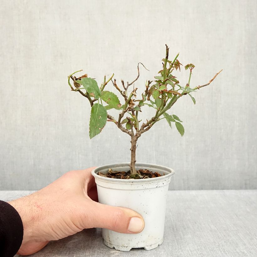 Rosa 'Florentina' - Climbing Rose 10cm/11cm pot sample as delivered in autumn
