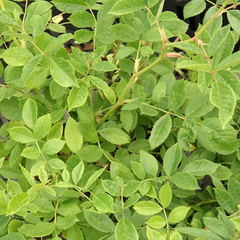Rosa Frau Eva Schubert - Climbing Rose (Foliage)
