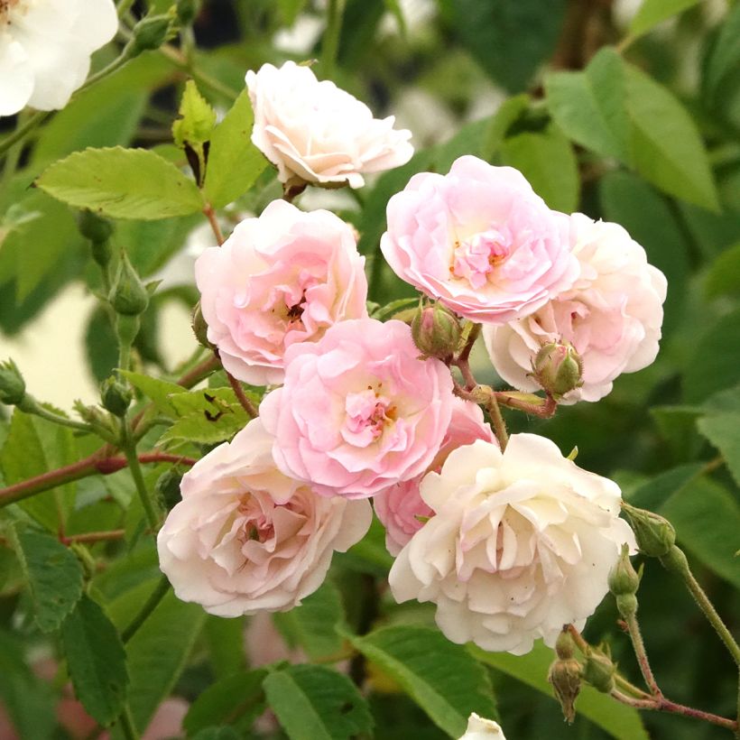 Rosa Frau Eva Schubert - Climbing Rose (Flowering)