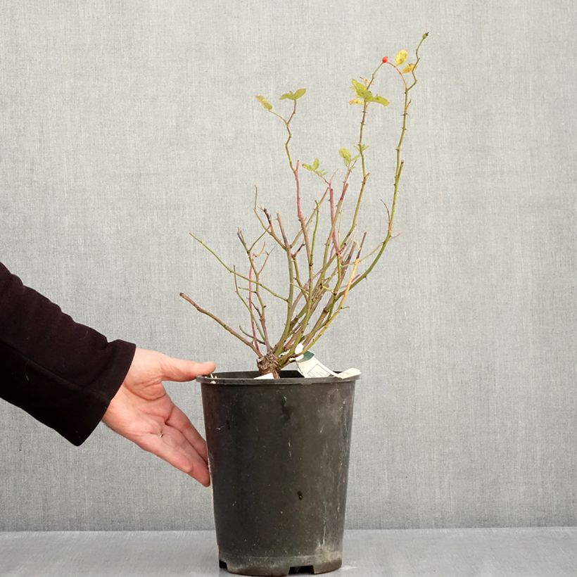 Rosa Frau Eva Schubert - Climbing Rose 4L/5L pot sample as delivered in autumn