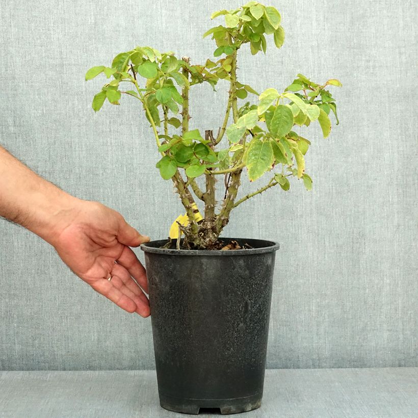 Rosa Fregate Lapfreg 4L/5L pot sample as delivered in summer