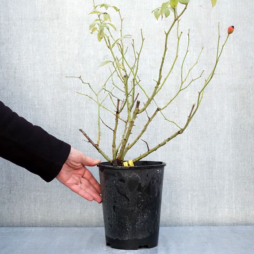 Rosa Fregate Lapfreg 4L/5L pot sample as delivered in winter