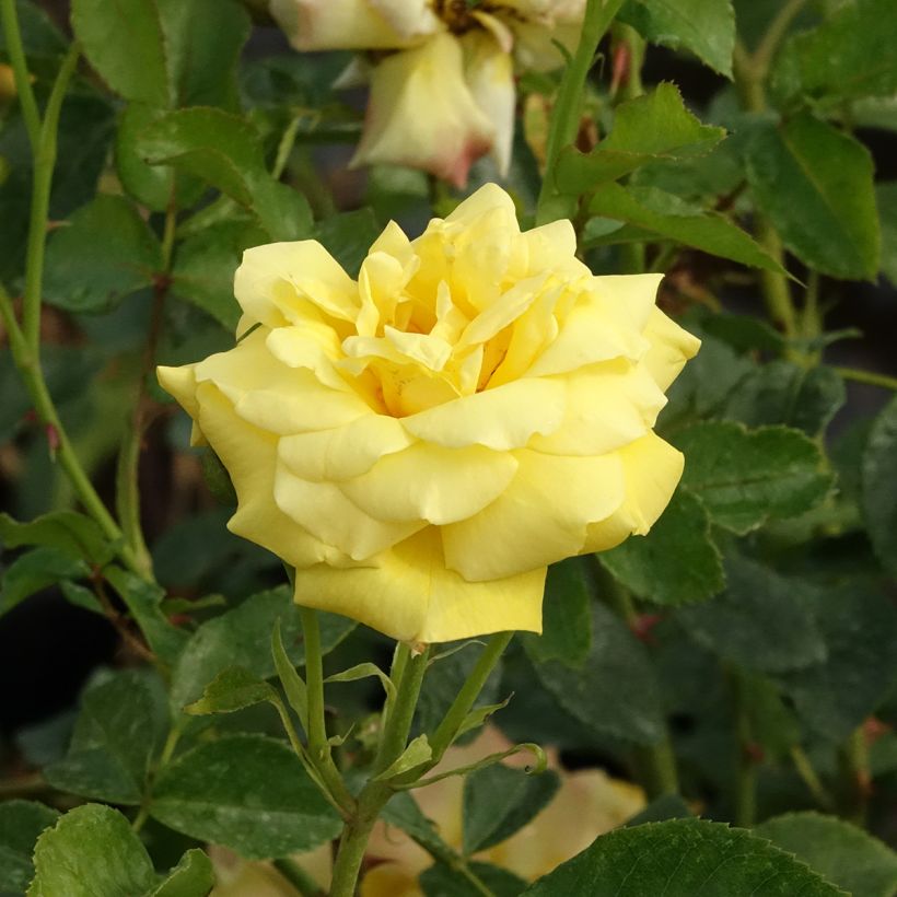 Rosa Goldfassade (Flowering)