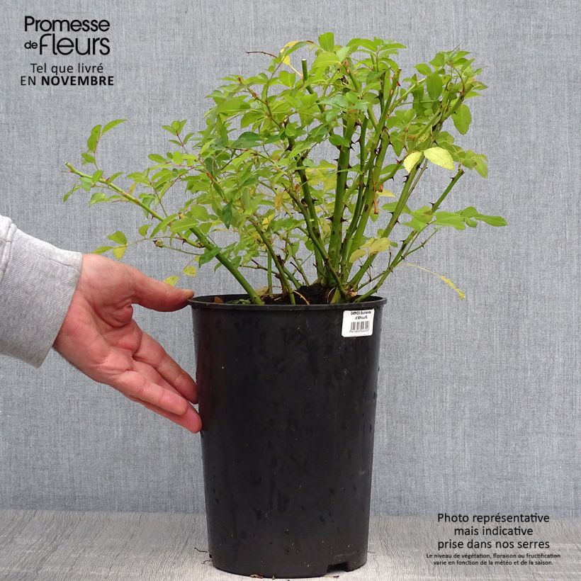 Rosa Guirlande d'Amour - Climbing Rose 4L/5L pot sample as delivered in autumn