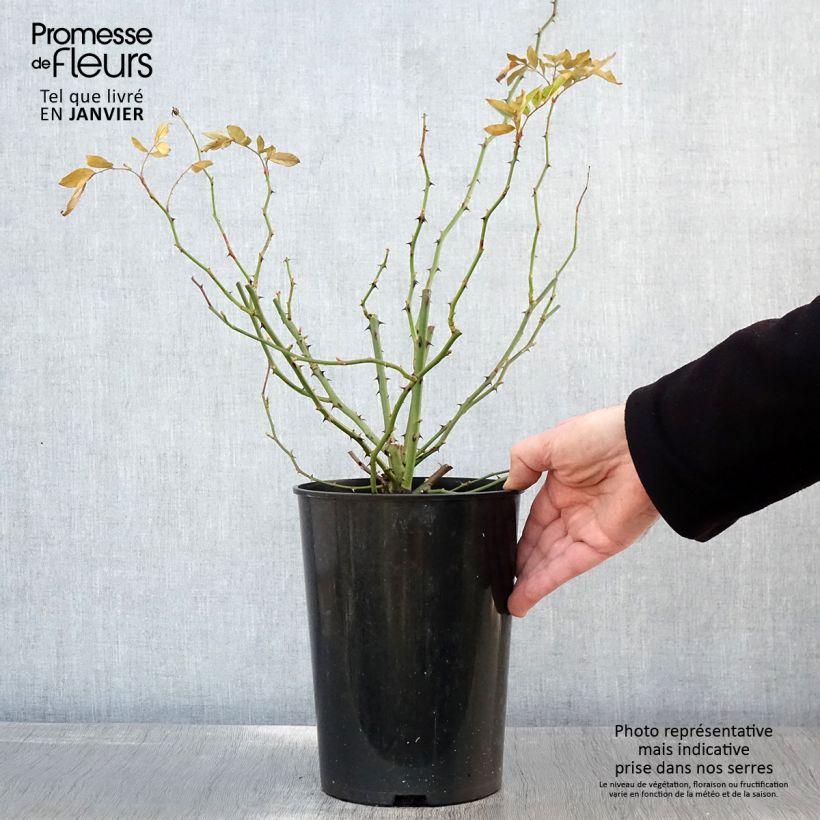 Rosa Guirlande d'Amour - Climbing Rose 4L/5L pot sample as delivered in winter