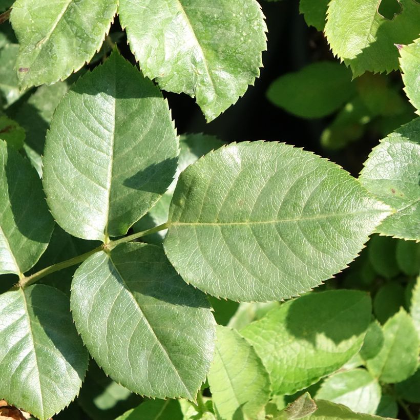 Rosa Happiness - Climbing Rose (Foliage)