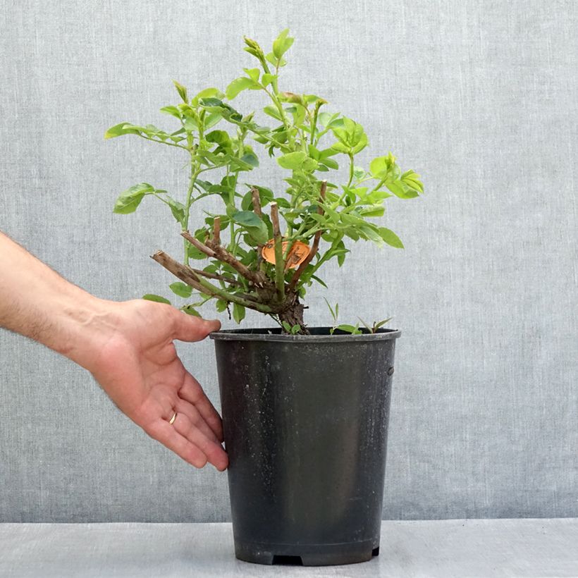 Rosa Happiness - Climbing Rose 4L/5L pot sample as delivered in summer