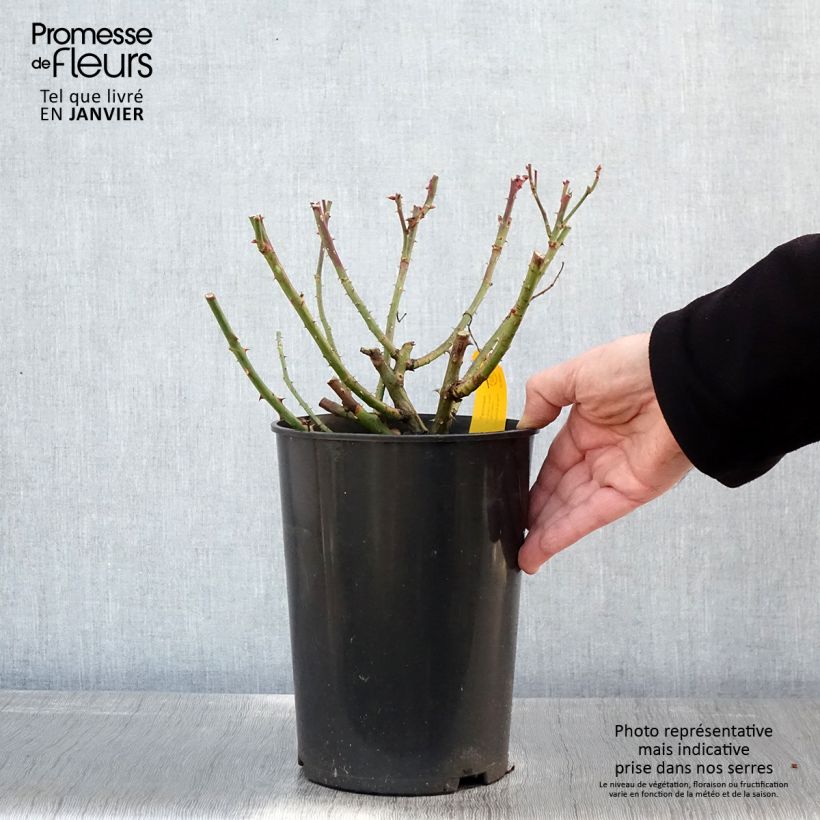 Rosa Jasmina 4L/5L pot sample as delivered in winter