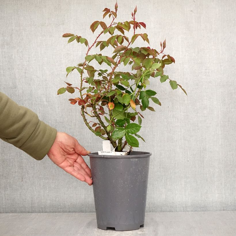 Rosa moschata Lens Flair - Climbing Rose 4L/5L pot sample as delivered in spring