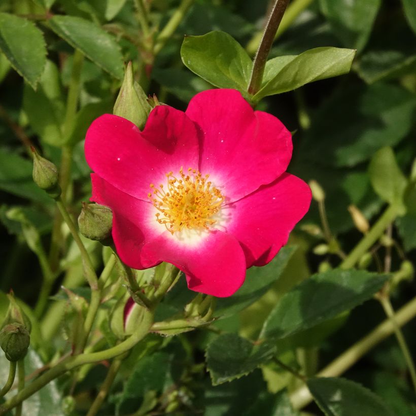 Rosa 'Libertas' (Flowering)