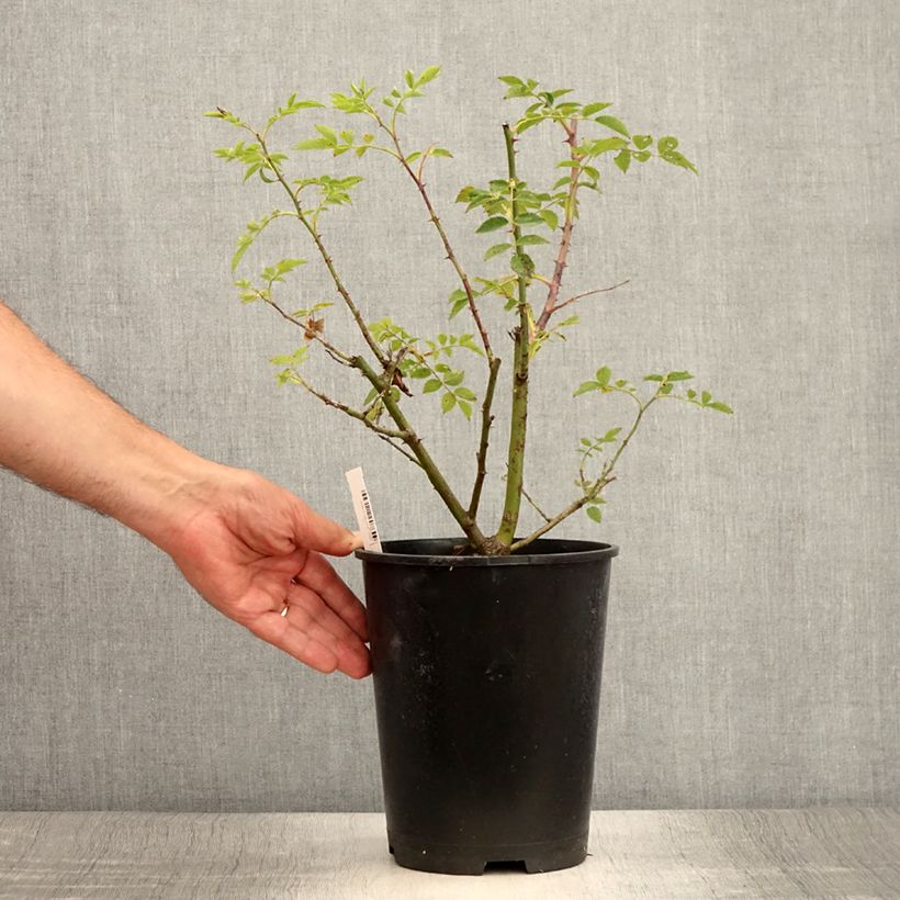 Rosa 'Mme Gregoire Staechelin' - Climbing Rose 4L/5L pot sample as delivered in summer