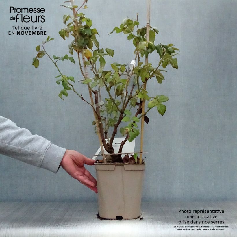 Rosa x grimpant 'Nahéma' - Climbing Rose 3L/4L pot sample as delivered in autumn