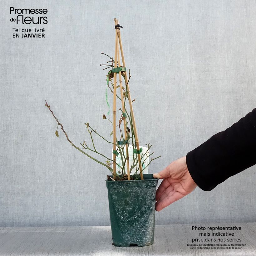 Rosa Starlet Rose 'Natalie' - Climbing Rose 3L/4L pot sample as delivered in winter