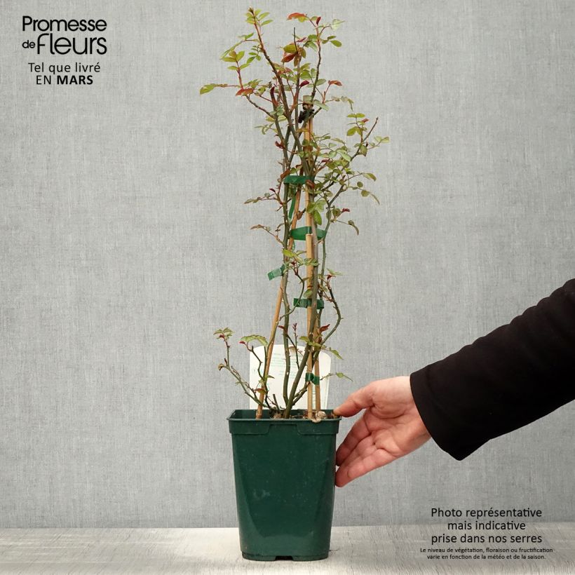 Rosa Starlet Rose 'Natalie' - Climbing Rose 3L/4L pot sample as delivered in spring