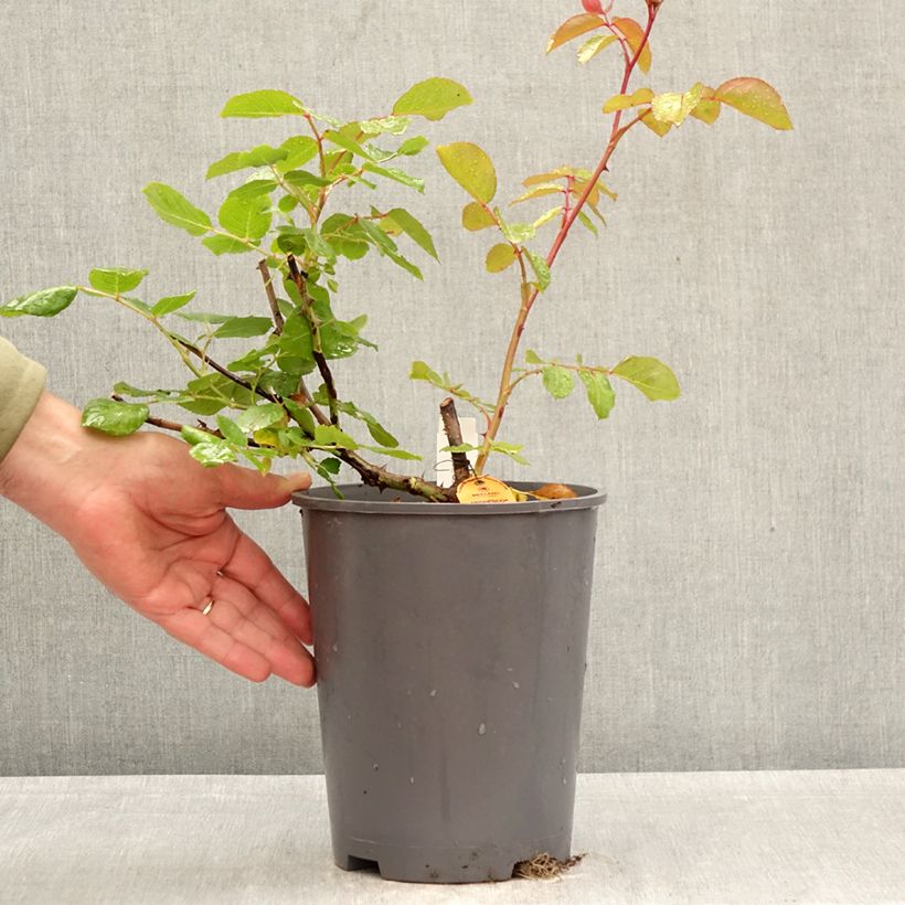 Rosa Negresco - Climbing Rose 4L/5L pot sample as delivered in spring