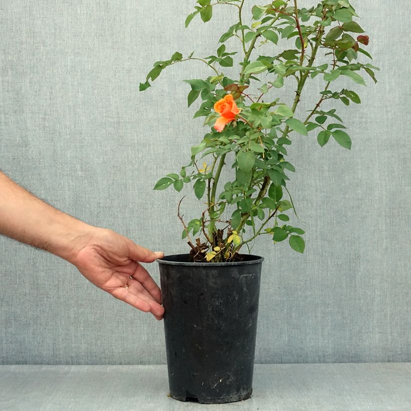 Rosa Delbards Orange Climber 4L/5L pot sample as delivered in summer